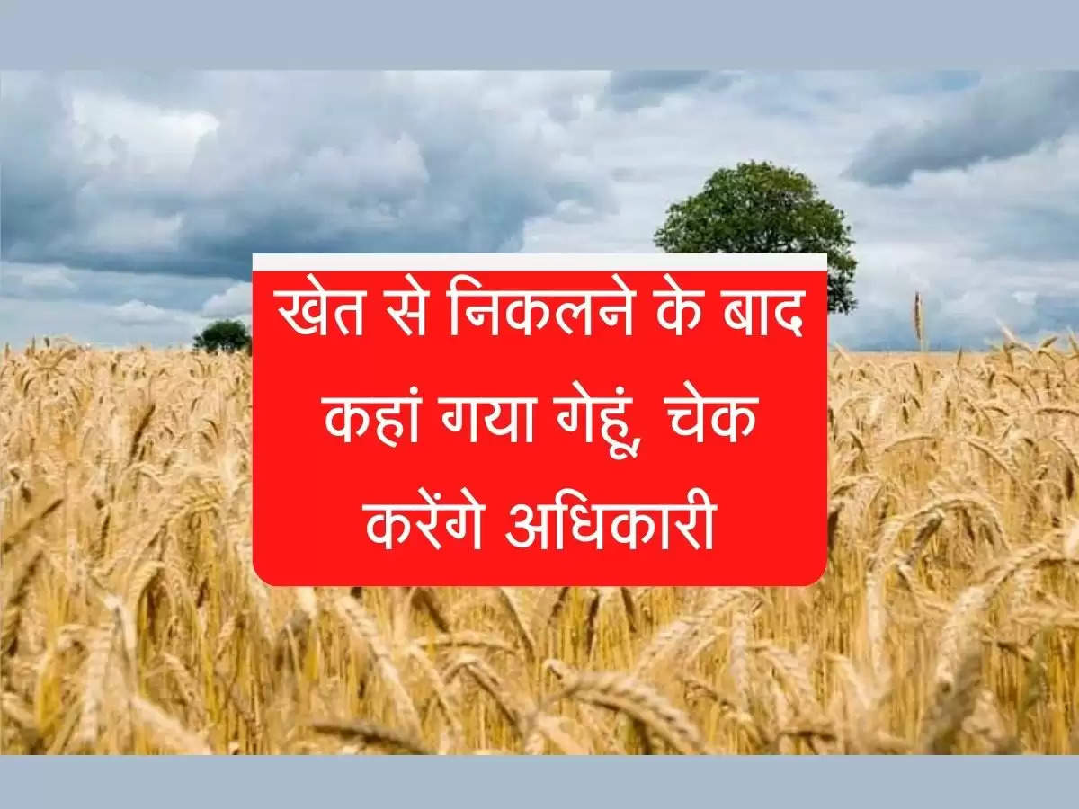 wheat stock खेत से निकलने के बाद कहां गया गेहूं, चेक करेंगे अधिकारी