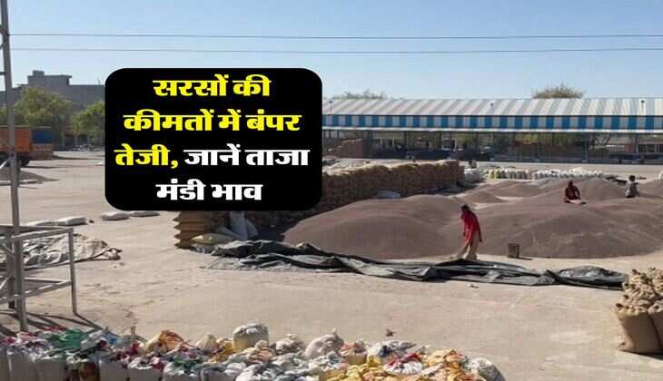Sarso Mandi Bhav : सरसों की कीमतों में बंपर तेजी, जानें ताजा मंडी भाव&nbsp;