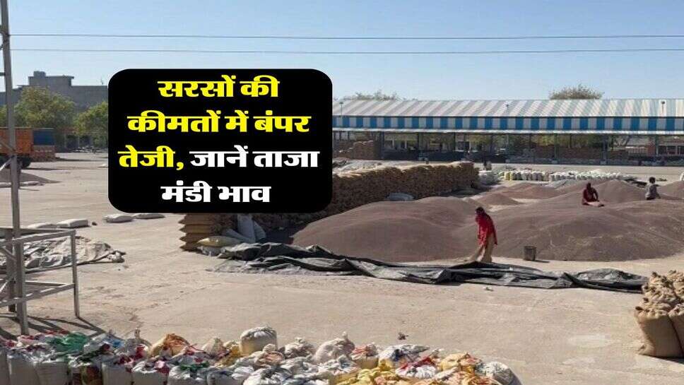 Sarso Mandi Bhav : सरसों की कीमतों में बंपर तेजी, जानें ताजा मंडी भाव&nbsp;