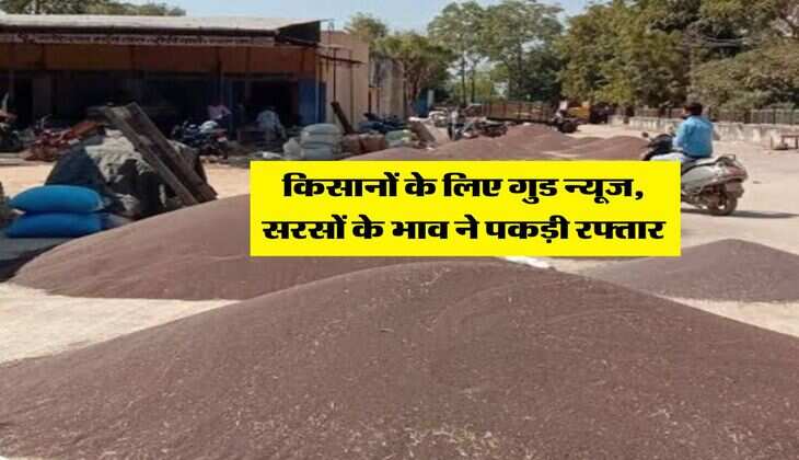 Sarso Mandi Bhav : किसानों के लिए गुड न्यूज, सरसों के भाव ने पकड़ी रफ्तार