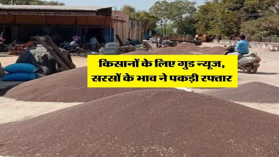Sarso Mandi Bhav : किसानों के लिए गुड न्यूज, सरसों के भाव ने पकड़ी रफ्तार