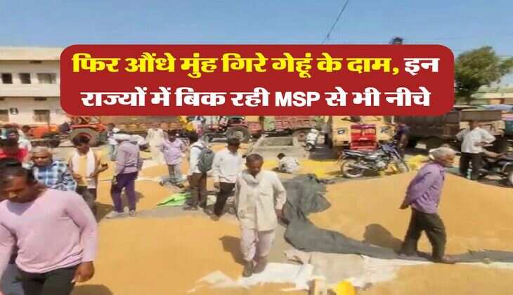 wheat rate july 2025 : फिर औंधे मुंह गिरे गेहूं के दाम, इन राज्यों में बिक रही MSP से भी नीचे