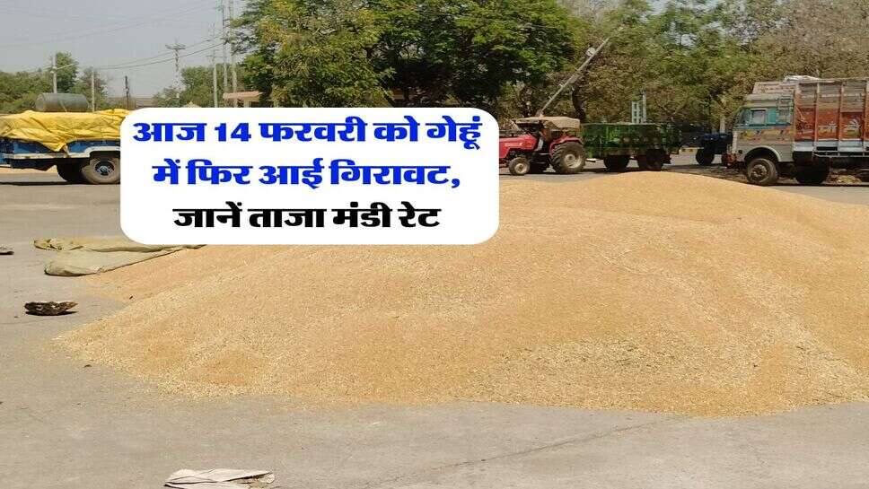 Gehu Rate : आज 14 फरवरी को गेहूं में फिर आई गिरावट, जानें ताजा मंडी रेट