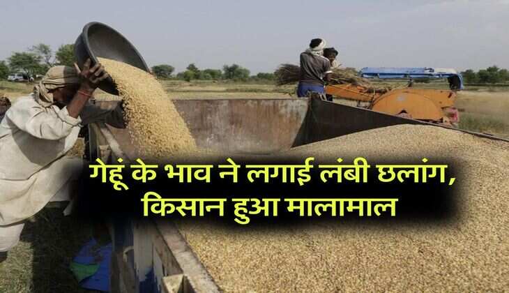 Wheat rate 2025 : गेहूं के भाव ने लगाई लंबी छलांग, किसान हुआ मालामाल