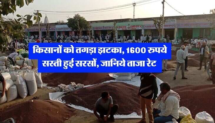 sarson mandi bhav : किसानों को तगड़ा झटका, 1600 रुपये सस्ती हुई सरसों, जानिये ताजा रेट&nbsp;