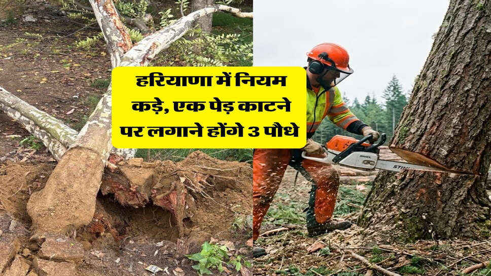 हरियाणा में नियम कड़े, एक पेड़ काटने पर लगाने होंगे 3 पौधे&nbsp;