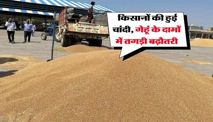 gehu mandi bhav : किसानों की हुई चांदी, गेहूं के दामों में तगड़ी बढ़ौतरी