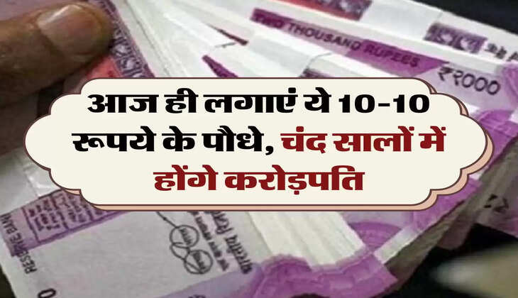 Business Idea: आज ही लगाएं ये 10-10 रूपये के पौधे, चंद सालों में होंगे करोड़पति