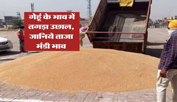 Gehu Ka Bhav : गेहूं के भाव में तगड़ा उछाल, जानिये ताजा मंडी भाव