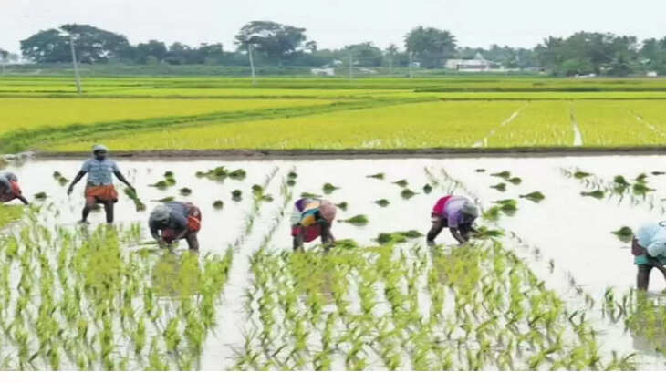 बिना पानी लगाएं धान की ये किस्में, मिलेगा तगड़ा मुनाफा