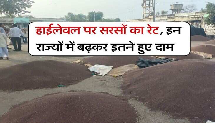 Sarso Price 23 july 2025 : हाईलेवल पर सरसों का रेट, इन राज्यों में बढ़कर इतने हुए दाम