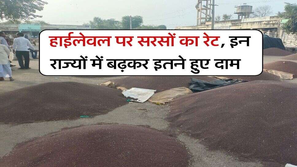 Sarso Price 23 july 2025 : हाईलेवल पर सरसों का रेट, इन राज्यों में बढ़कर इतने हुए दाम