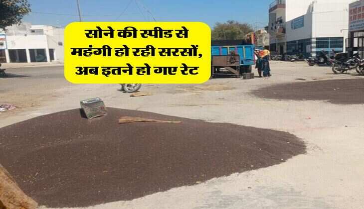 Sarso Rate Today : सोने की स्पीड से महंगी हो रही सरसों, अब इतने हो गए रेट