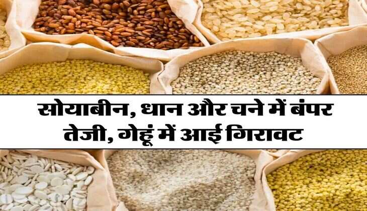 Mandi Bhav : सोयाबीन, धान और चने में बंपर तेजी, गेहूं में आई गिरावट&nbsp;