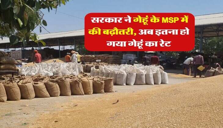 Wheat MSP Hike : सरकार ने गेहूं के MSP में की बढ़ौतरी, अब इतना हो गया गेहूं का रेट