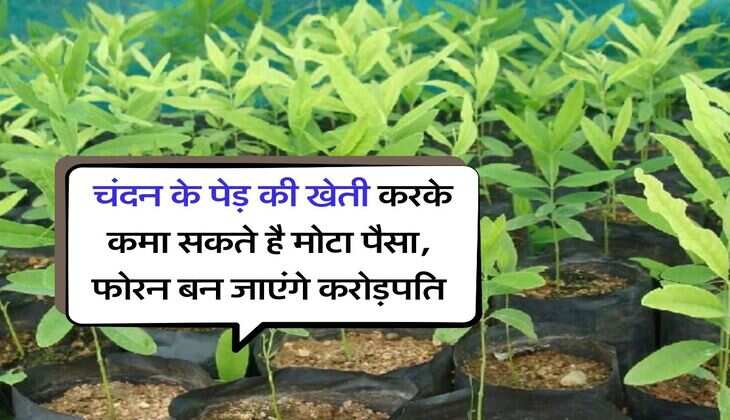 Business Idea : चंदन के पेड़ की खेती करके कमा सकते है मोटा पैसा, फोरन बन जाएंगे करोड़पति