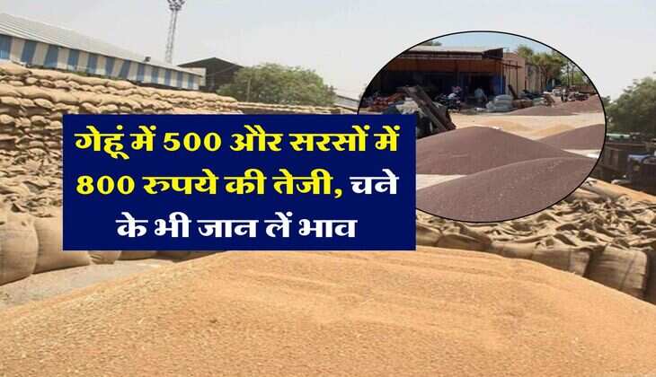 wheat rate today : गेहूं में 500 और सरसों में 800 रुपये की तेजी, चने के भी जान लें भाव