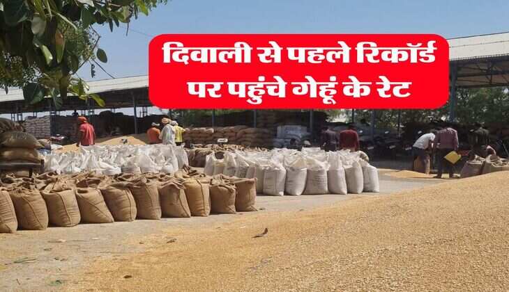 gehu ka bhav : दिवाली से पहले रिकॉर्ड पर पहुंचे गेहूं के रेट, जानिये ताजा भाव