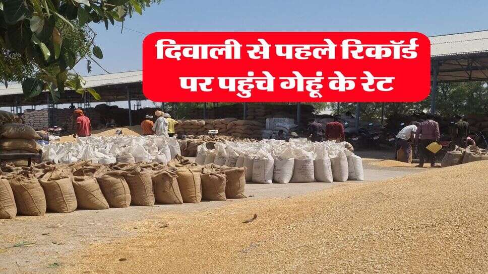 gehu ka bhav : दिवाली से पहले रिकॉर्ड पर पहुंचे गेहूं के रेट, जानिये ताजा भाव