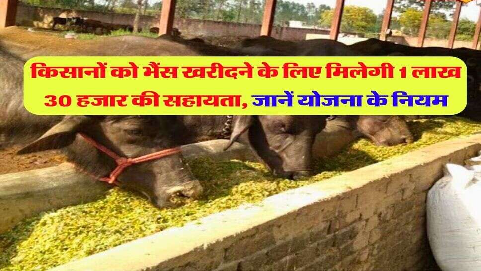 किसानों को भैंस खरीदने के लिए मिलेगी 1 लाख 30 हजार की सहायता, जानें योजना के नियम