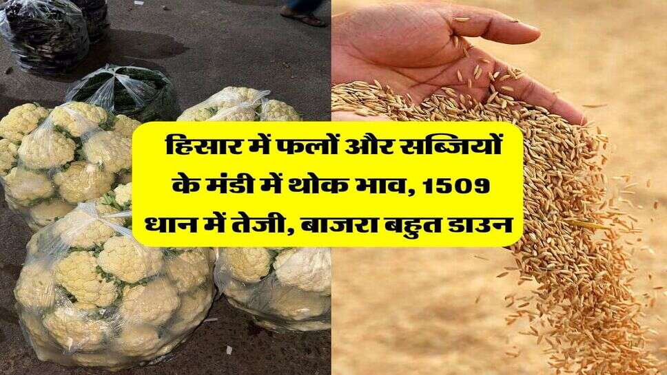 हिसार मंडी 8 अक्टूबर भाव : हिसार में फलों और सब्जियों&nbsp;के&nbsp;मंडी में थोक भाव, 1509 धान में तेजी, बाजरा बहुत डाउन&nbsp;