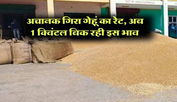 gehu ka bhav : अचानक गिरा गेहूं का रेट, अब 1 क्विंटल बिक रही इस भाव