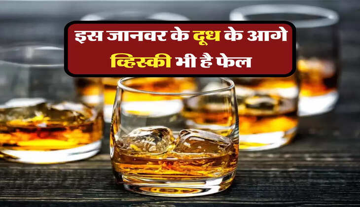 इस जानवर के दूध के आगे व्हिस्की भी है फेल, पी लिया तो कई दिनों तक रहेगा नशा 