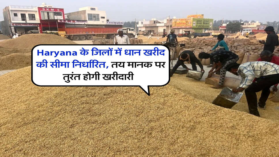 Haryana के जिलों में धान खरीद की सीमा निर्धारित, तय मानक पर तुरंत होगी खरीदारी&nbsp;&nbsp;