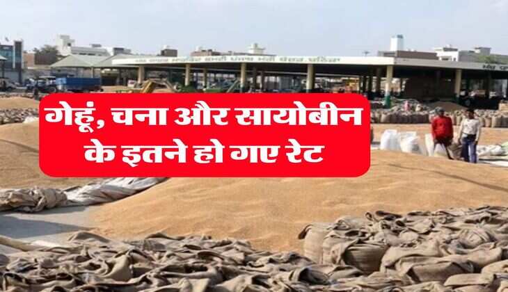 Kota Mandi Bhav : गेहूं, चना और सायोबीन के इतने हो गए रेट