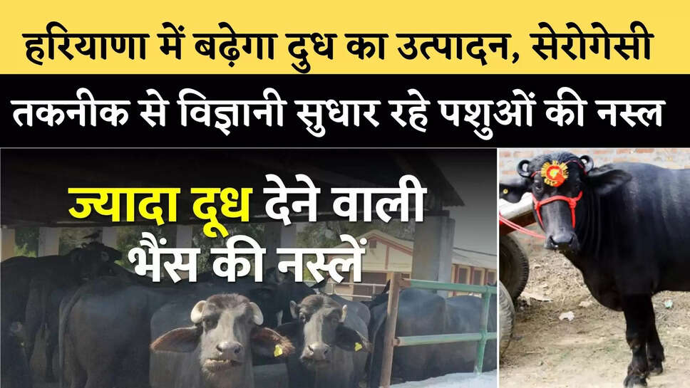 भैंस का दूध 