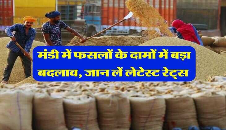 Mandi Bhav : मंडी में फसलों के दामों में बड़ा बदलाव, जान लें लेटेस्ट रेट्स