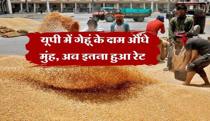 Gehu Ka Bhav : यूपी में गेहूं के दाम औंधे मुंह, अब इतना हुआ रेट