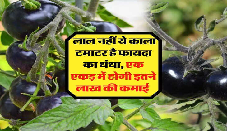 Business Idea: लाल नहीं ये काला टमाटर है फायदा का धंधा, एक एकड़ में होगी इतने लाख की कमाई 