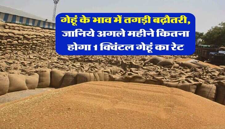Wheat Rate Hike : गेहूं के भाव में तगड़ी बढ़ौतरी, जानिये अगले महीने कितना होगा 1 क्विंटल गेहूं का रेट