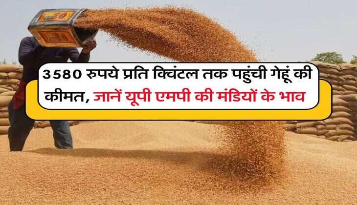 Wheat Rate Hike : 3580 रुपये प्रति क्विंटल तक पहुंची गेहूं की कीमत, जानें यूपी एमपी की मंडियों के भाव