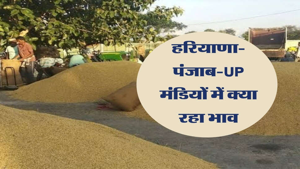 1509 धान मंडी भाव 26 सितंबर 2026: आज के ताजा रेट, हरियाणा-पंजाब-UP मंडियों में क्या रहा भाव?
