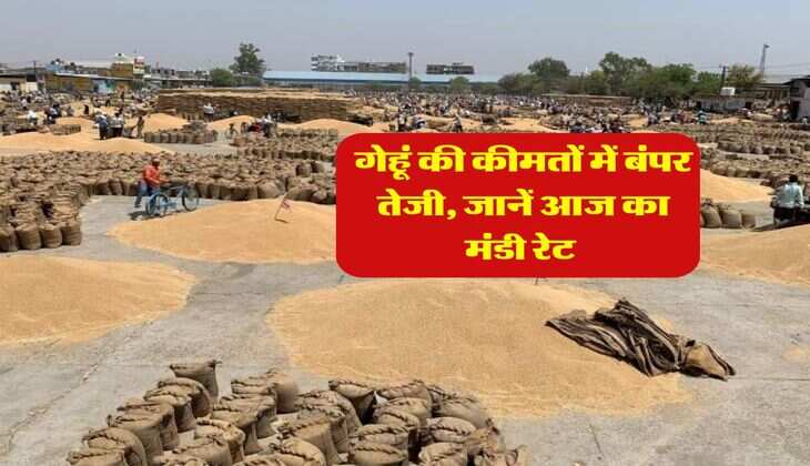 Wheat Rate : गेहूं की कीमतों में बंपर तेजी, जानें आज का मंडी रेट 