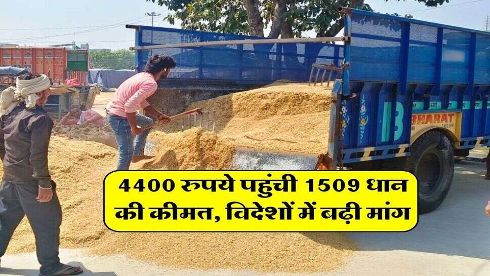 4400 रुपये पहुंची 1509 धान की कीमत, विदेशों में बढ़ी मांग