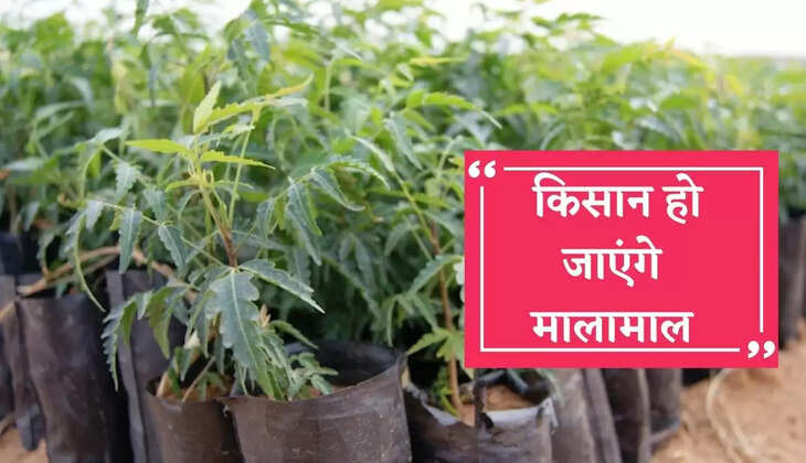 Farmers will become rich by this farming, know how