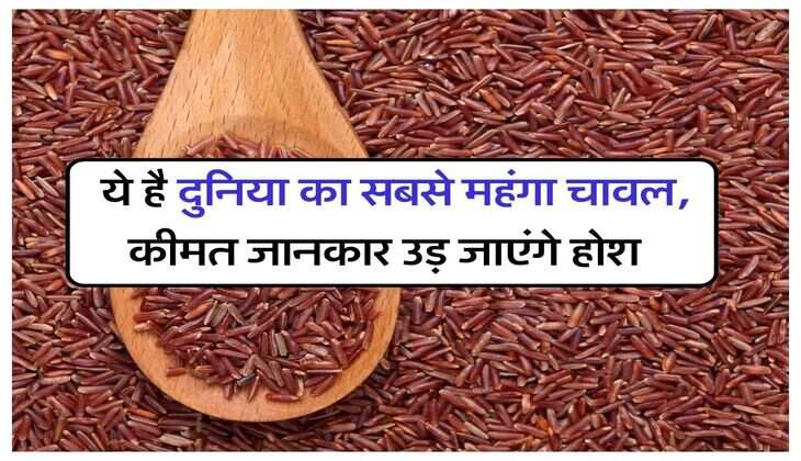 Most Expensive Rice : ये है दुनिया का सबसे महंगा चावल, कीमत जानकार उड़ जाएंगे होश