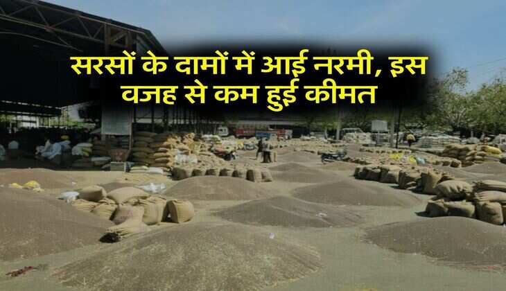 Sarso ki Kimat : सरसों के दामों में आई नरमी, इस वजह से कम हुई कीमत