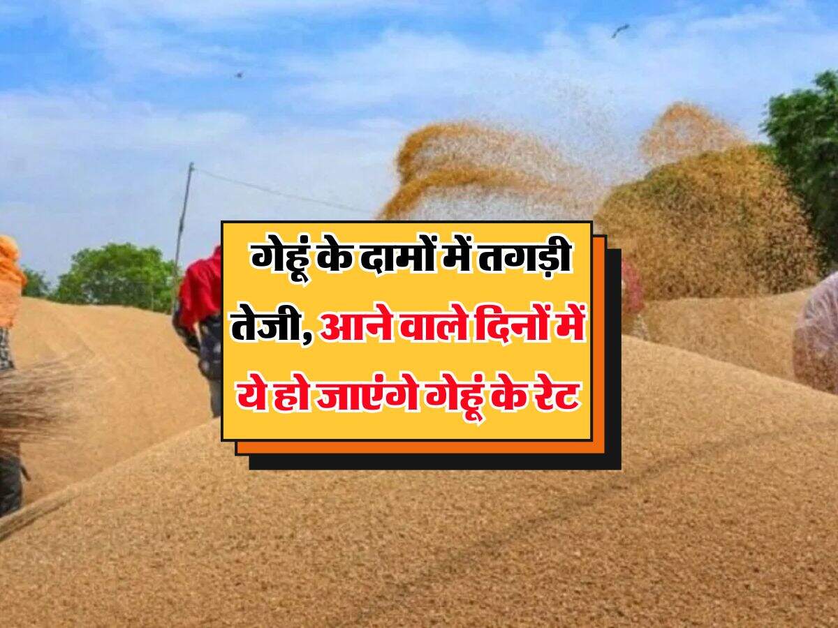 Wheat Rate Hike : गेहूं के दामों में तगड़ी तेजी, आने वाले दिनों में ये हो जाएंगे गेहूं के रेट