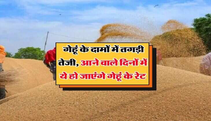 Wheat Rate Hike : गेहूं के दामों में तगड़ी तेजी, आने वाले दिनों में ये हो जाएंगे गेहूं के रेट