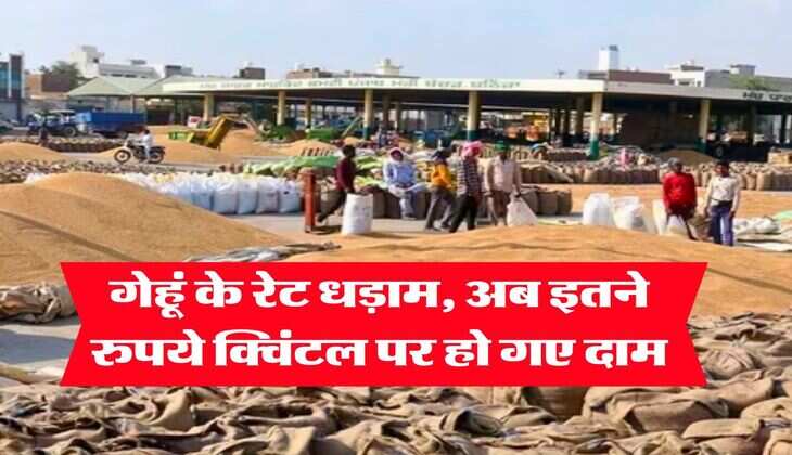 Gehu Ka Bhav : गेहूं के रेट धड़ाम, अब इतने रुपये क्विंटल पर हो गए दाम