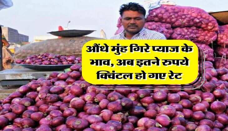 onion price today : औंधे मुंह गिरे प्याज के भाव, अब इतने रुपये क्विंटल हो गए रेट