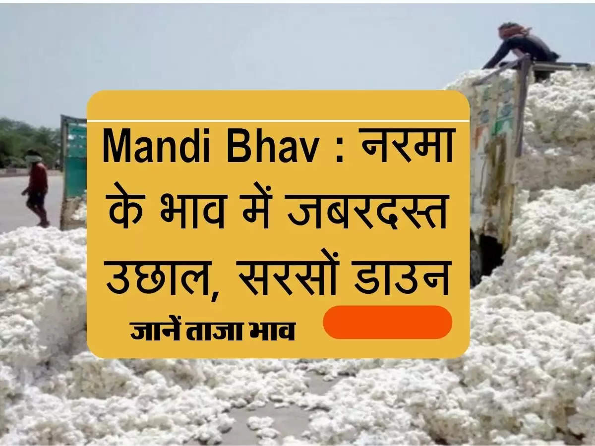 Mandi Bhav : नरमा के भाव में जबरदस्त उछाल, सरसों मंदा, चेक करें रेट लिस्ट