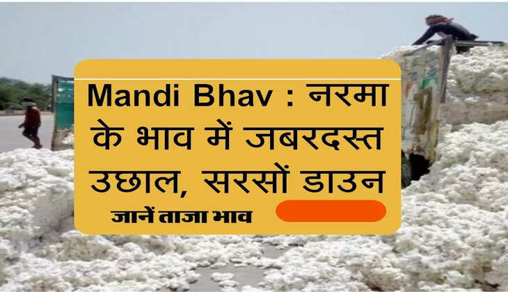 Mandi Bhav : नरमा के भाव में जबरदस्त उछाल, सरसों मंदा, चेक करें रेट लिस्ट