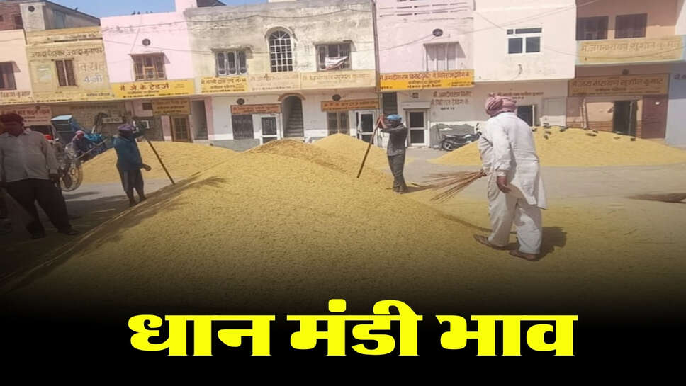 धान मंडी भाव 23 सितंबर: 1509 धान के भाव में तेजी, MP के डबरा में बिका सबसे ऊंचा भाव