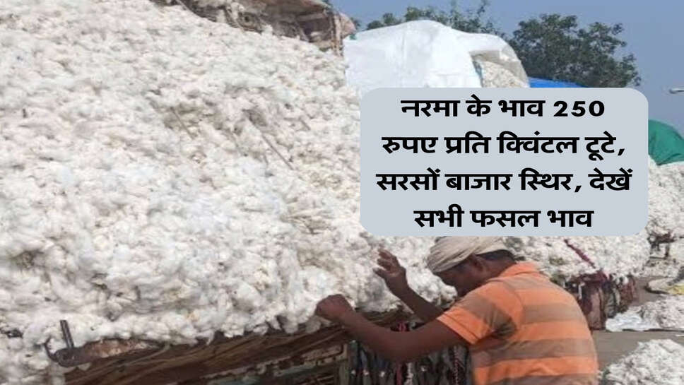 मंडी भाव 30 सितंबर 2026: नरमा के भाव 250 रुपए प्रति क्विंटल टूटे, सरसों बाजार स्थिर, देखें सभी फसल भाव