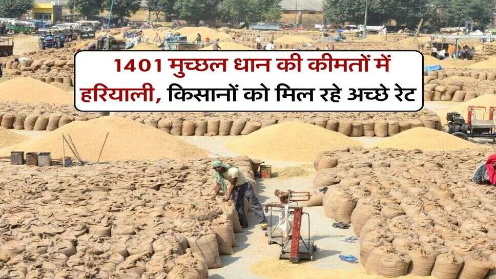 1401 Dhan Price : 1401 मुच्छल धान की कीमतों में हरियाली, किसानों को मिल रहे अच्छे रेट
